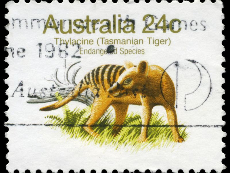 Hổ Tasmania đã tuyệt chủng thế nào?